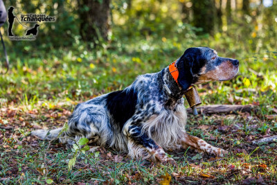 Étalon Setter Anglais - TR. Renac des Cabanes Tchanquées