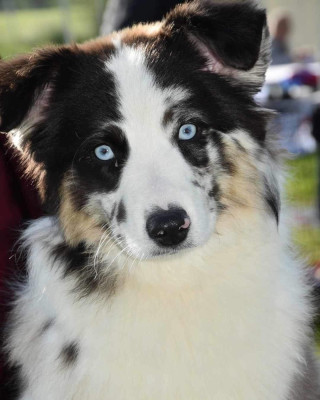 Étalon Berger Américain Miniature - Ultra blue du Domaine de Milk