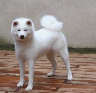Étalon Akita - CH. T ' Yuu yuu -go du Clos des Chtis