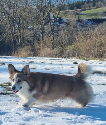 Étalon Welsh Corgi Pembroke - Urus mansory du Queyreloup