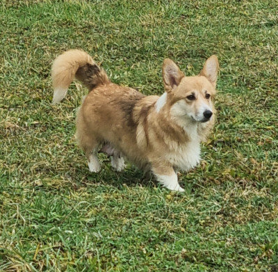 Étalon Welsh Corgi Pembroke - Ultime rêve du Queyreloup