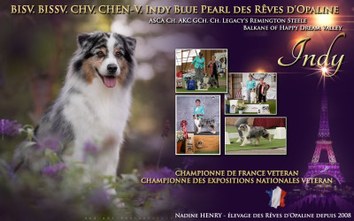 Étalon Berger Australien - CH. Indy blue pearl des rêves d'opaline