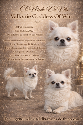 Étalon Chihuahua - CH. modo di vita Valkyrie goddess of war