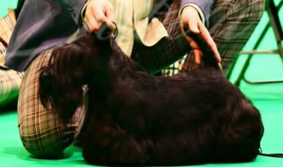 Étalon Scottish Terrier - CH. Testarossa Della Roccacia di Modigliana