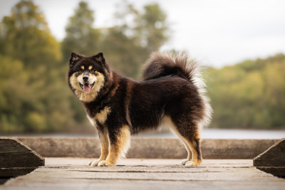 Étalon Chien finnois de Laponie - Aegirsson Twentieth year's wanda