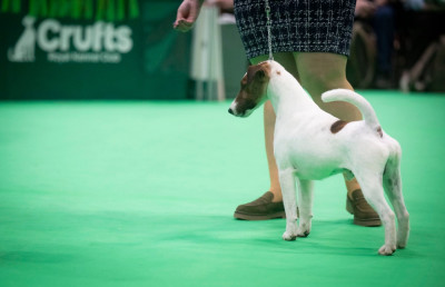 Étalon Fox Terrier Poil lisse - CH. Fox Rebell Timothy