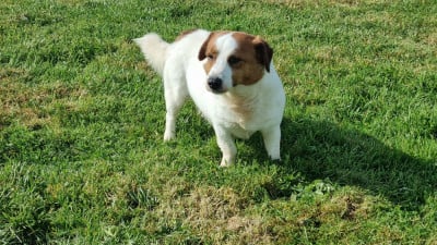 Étalon Jack Russell Terrier - Untel Du logis de beaumanoir