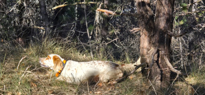 Étalon Setter Anglais - Sila (Sans Affixe)