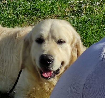 Étalon Golden Retriever - Soyouz De La Côte Des Hortensias