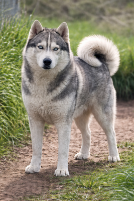 Étalon Siberian Husky - MZR Rafale