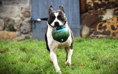 image de Until the reign of kenna