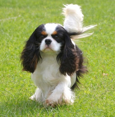 Saïan De La Bernaquiere