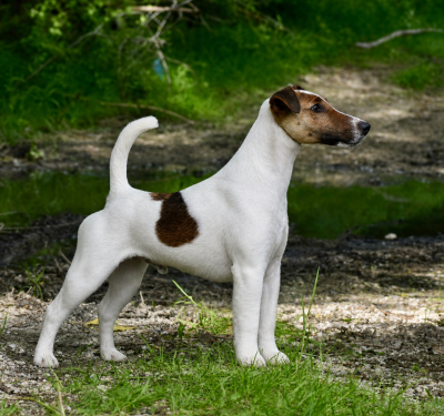 Étalon Fox Terrier Poil lisse - CH. Fox Rebell Timothy