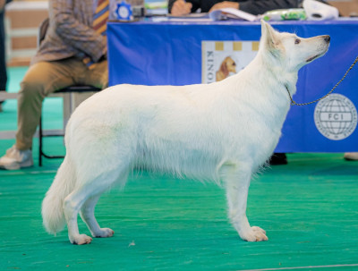 Étalon Berger Blanc Suisse - CH. Tafta de l'ange Gardien de Faujus