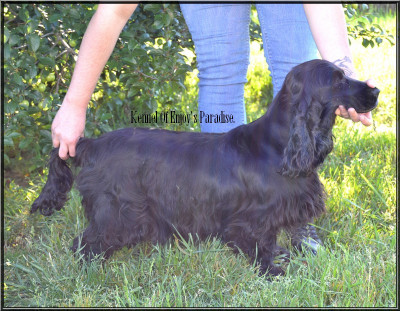 Étalon Cocker Spaniel Anglais - Shamballa one De La Paume Doree O Jolicroc