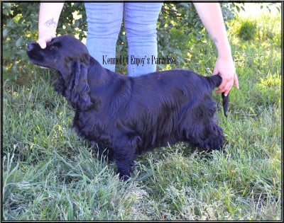 Étalon Cocker Spaniel Anglais - Topaz Du Domaine D'Anteros