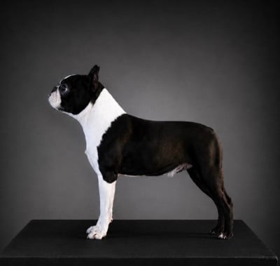 Étalon Boston Terrier - Ever Single True friends for life
