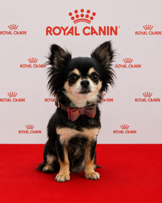 Étalon Chihuahua - jet set’s blue star Rose noire