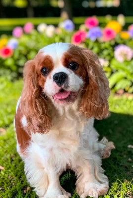 Étalon Cavalier King Charles Spaniel - ONITSHA'S SAMBA