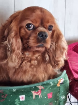 Étalon Cavalier King Charles Spaniel - Saskia Des Marais De Bremes