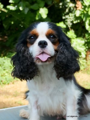 Étalon Cavalier King Charles Spaniel - Themis de la maison du ryez