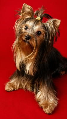 Étalon Yorkshire Terrier - Themis du clos d'Astepha