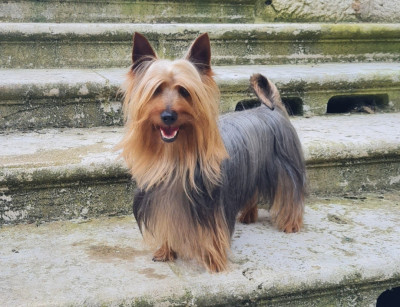 Étalon Australian Silky Terrier - CH. silkiblue's Enjoy to baronniere