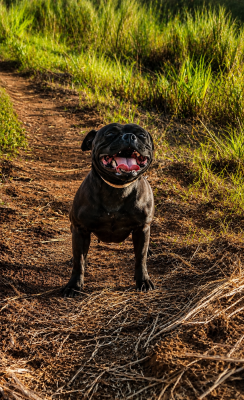 Étalon Staffordshire Bull Terrier - Una luna negra (Sans Affixe)