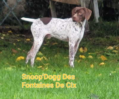 Étalon Braque français, type Pyrenees (petite taille) - Snoop'dogg Des Fontaines De Cix
