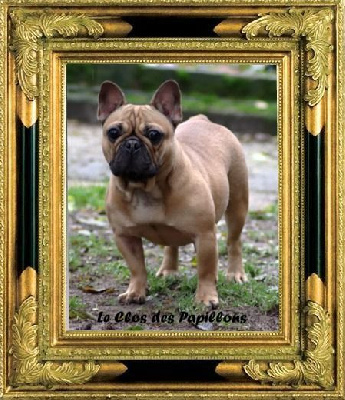 Étalon Bouledogue français - Théa mia du Clos des Papillons