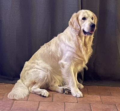 Étalon Golden Retriever - Rodin de la plaine des peupliers}