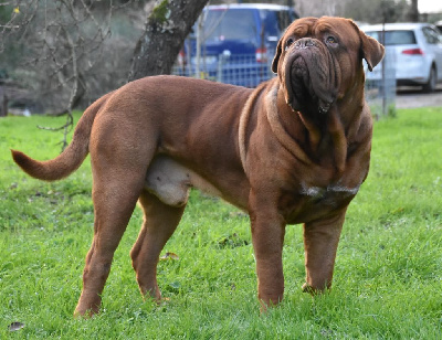 Étalon Dogue de Bordeaux - Ronnie james dio bejby bordo