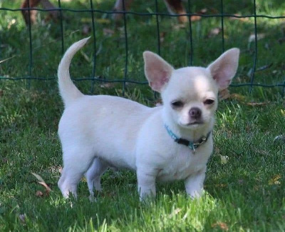 Étalon Chihuahua - Unik De La Cite D'esmee