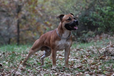 Étalon Staffordshire Bull Terrier - Tarutao moon Des Gardiens De Mot