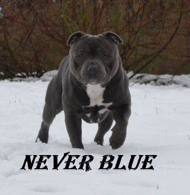 Étalon Staffordshire Bull Terrier - Elevage Heart Breakers never blue