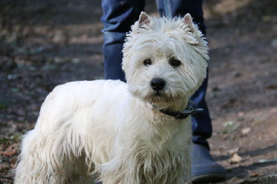 Étalon West Highland White Terrier - Mackintosh De Whities West