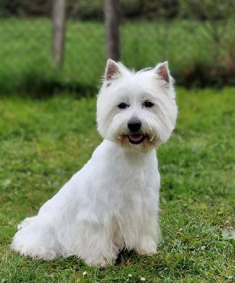 Étalon West Highland White Terrier - Snow du domaine du val de lucy