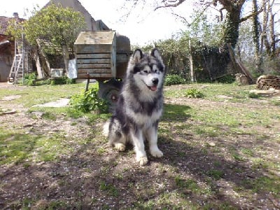 Étalon Alaskan Malamute - Titan Poudreska