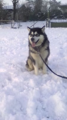 Étalon Alaskan Malamute - Number one Amaruq Legend