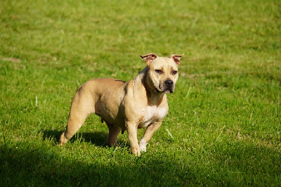 Étalon American Staffordshire Terrier - Ruby Forgiveness American Dog