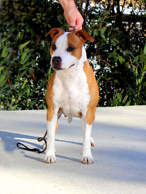 Étalon American Staffordshire Terrier - Terrier's Paradise Tomb raider