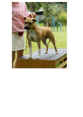 Étalon American Staffordshire Terrier - Thoresteel The standout tisha