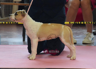 Étalon American Staffordshire Terrier - Unstoppable bonnie hoodlum