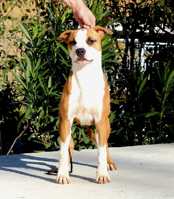 Étalon American Staffordshire Terrier - Terrier's Paradise Umbrella