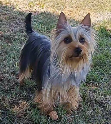 Étalon Australian Silky Terrier - CH. The mazikeen's whisper du domaine de Baronniere