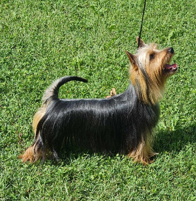 Étalon Australian Silky Terrier - CH. silkiblue's Enjoy to baronniere