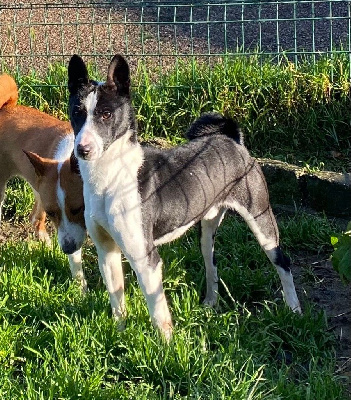 Étalon Basenji - Royal gin fizz (Sans Affixe)