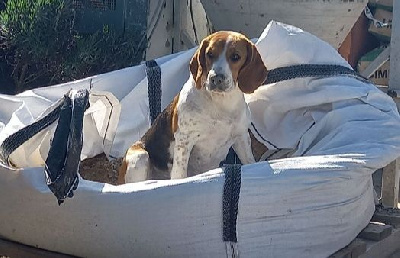 Étalon Beagle - Season du comte de la roche canine