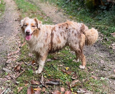 Romy (dit apache) De La Route De Memphis