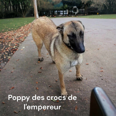 Étalon Berger Belge - Poppy Des Crocs De L'empereur